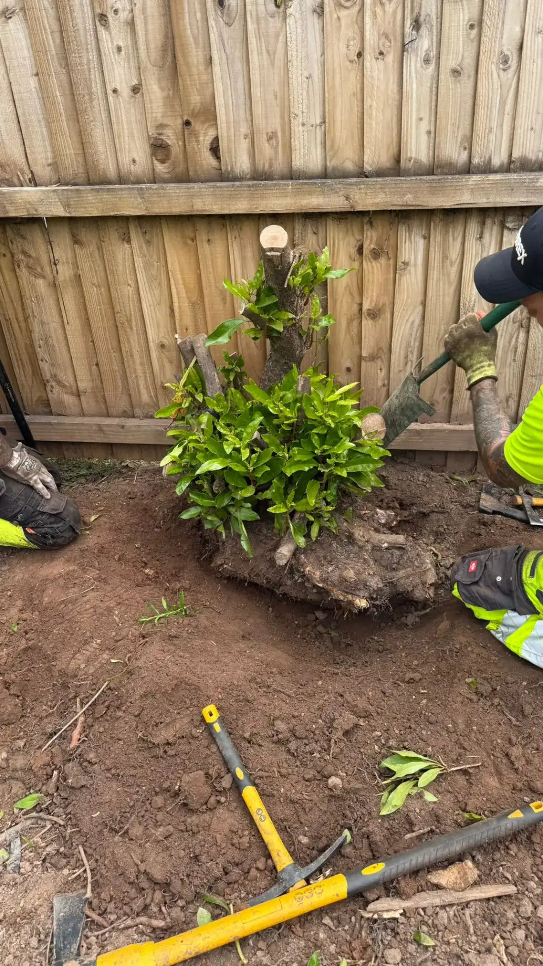Shrub being planted beside a timber fence during garden maintenance